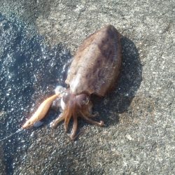 日本海エギング調査